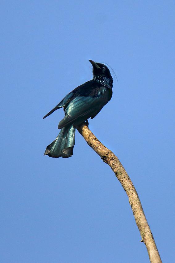 Hair Crested Drongo